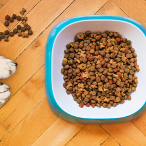 10 dog food deals to check out this Black Friday