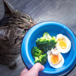 7 human foods that cats can enjoy