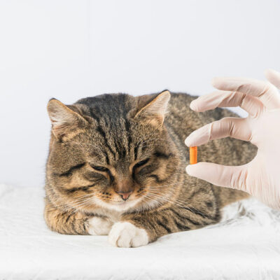 9 Warning Signs Indicating a Cat is Unwell