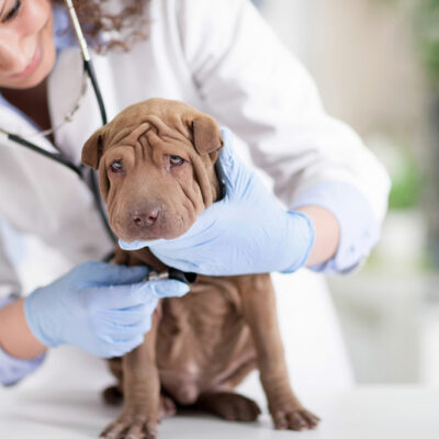 How to recognize and care for a sick dog