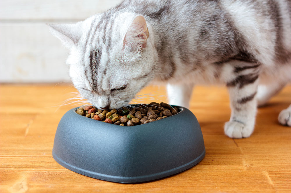 Top 7 vet-recommended foods for cats