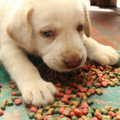 Top 5 foods for puppies